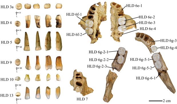 Los dientes de Hualongdong en el enredo del Pleistoceno medio&nbsp;asiático