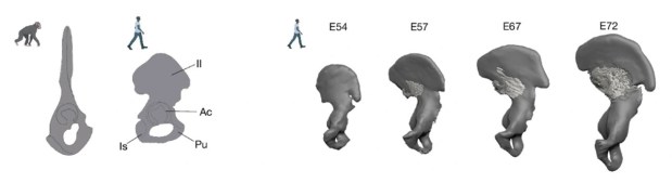 La evolución del bipedalismo hominino en dos pasos&nbsp;fundamentales