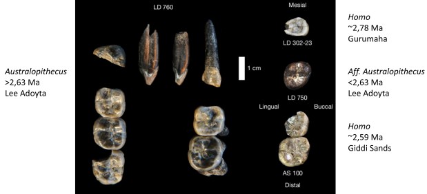 En los orígenes de Homo: nuevos fósiles y su&nbsp;interpretación