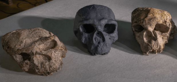 Yunxian, el origen de Homo longi y la línea evolutiva denisovanos-sapiens