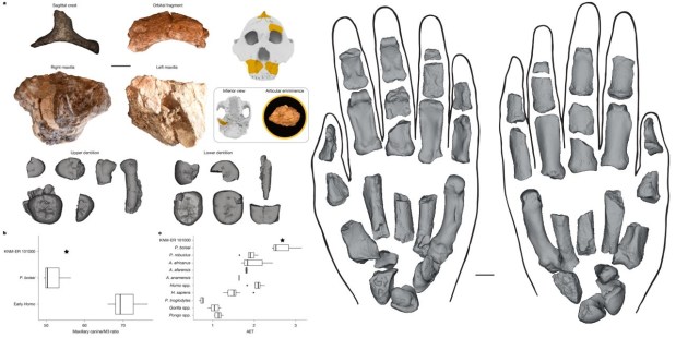 Paleoantropología: novedades 4º trimestre&nbsp;2025