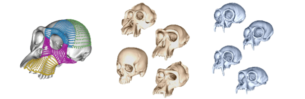 Acelerón evolutivo: la sorprendente reorganización de la cabeza&nbsp;humana