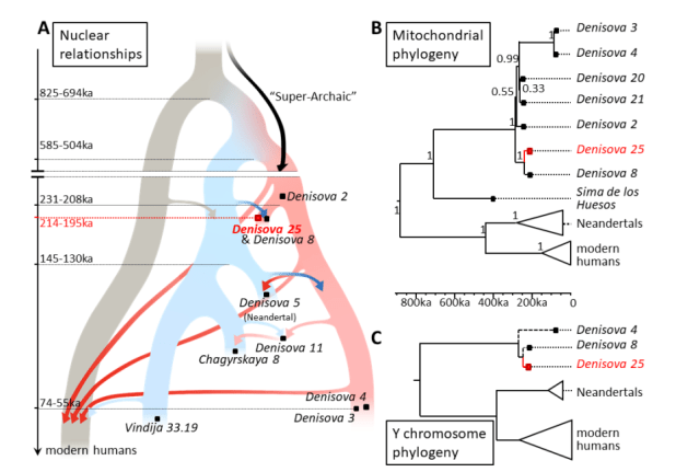 El mosaico denisovano: hibridaciones, ancestros superarcaicos y ecos en los humanos&nbsp;actuales