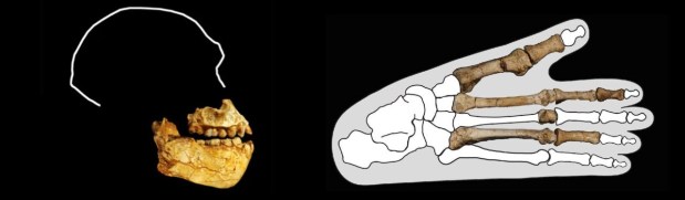 Sacamos del cajón a Australopithecus deyiremeda: dos australopitecos en el mismo&nbsp;paisaje