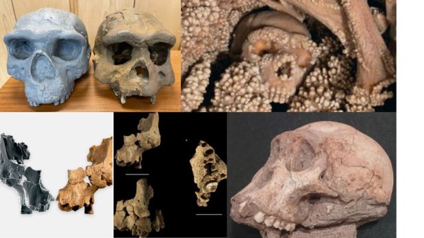 The Top 10 hominin #FossilFriday posts of&nbsp;2025