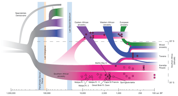 Singularidad dentro del linaje sapiens: una divergencia profunda en el sur de&nbsp;África