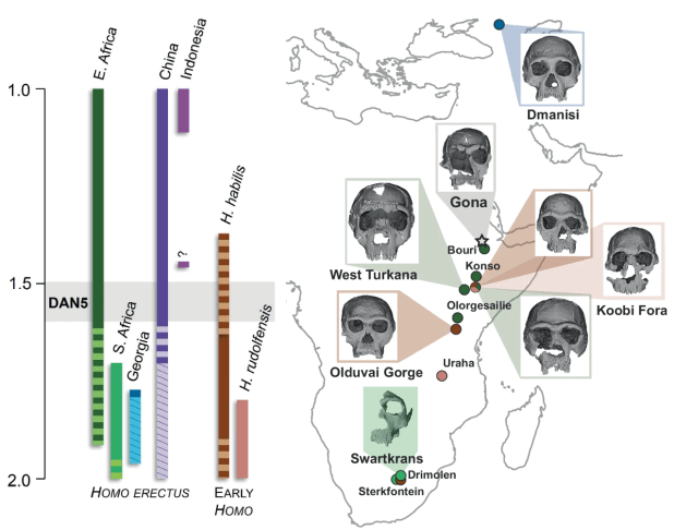Evolución no lineal en los primeros Homo: el caso del cráneo&nbsp;DAN5