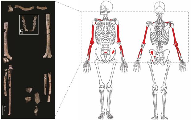 El esqueleto más completo de Homo habilis y el cuestionado vínculo&nbsp;habilis-erectus