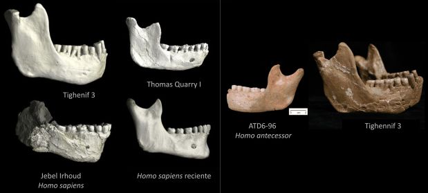Homininos norteafricanos hace 773.000 años en la evolución temprana hacia Homo&nbsp;sapiens