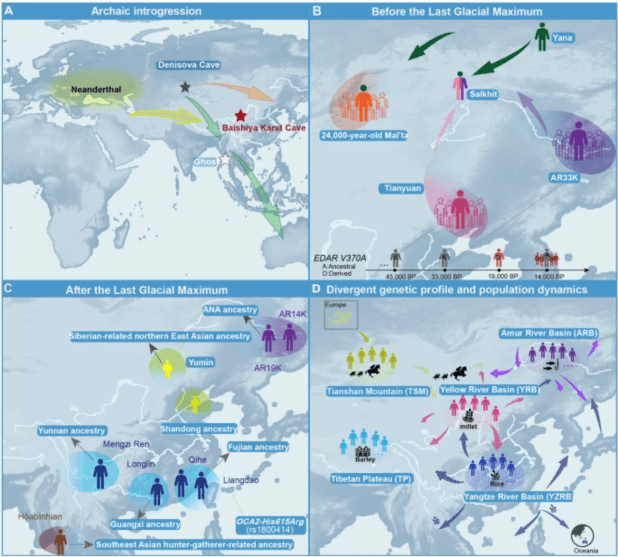 La construcción genética en Asia oriental: mezclas antiguas y transformaciones durante el&nbsp;Holoceno