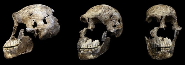 ¡Todos los 20 Homo naledi analizados son&nbsp;hembras!