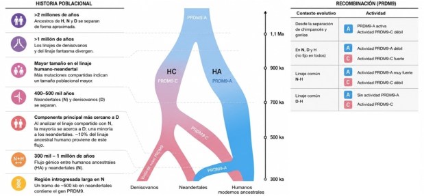 Paleoantropología: novedades 2º trimestre&nbsp;2026