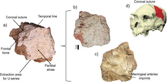 Paleoantropología: novedades 3er trimestre&nbsp;2026